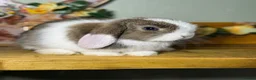 Mini Lop rabbits for sale: Gorgeous, friendly *vaccinated* pure mini lops in Swindon - Advert 3