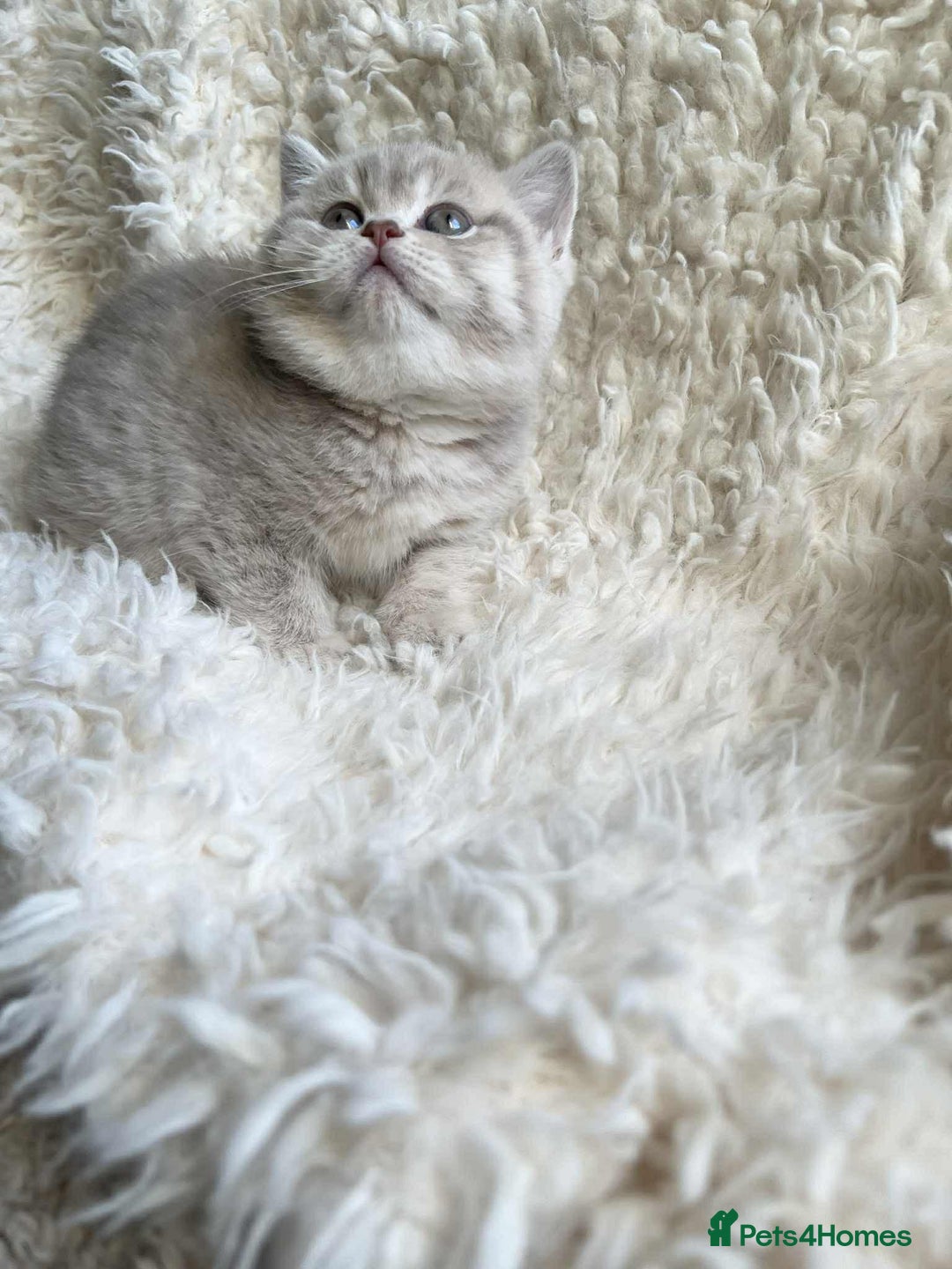 British Shorthair cats for sale: British shorthair kittens for sale  - Advert 10