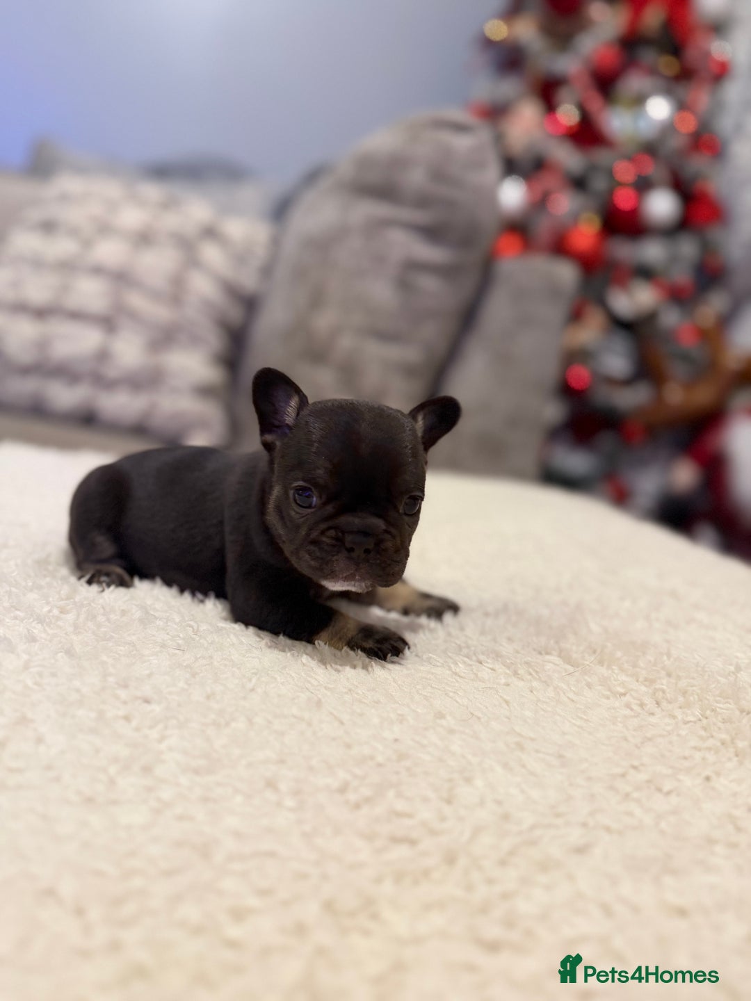 French Bulldog dogs for sale: Beautiful French bull dog puppies  - Advert 3
