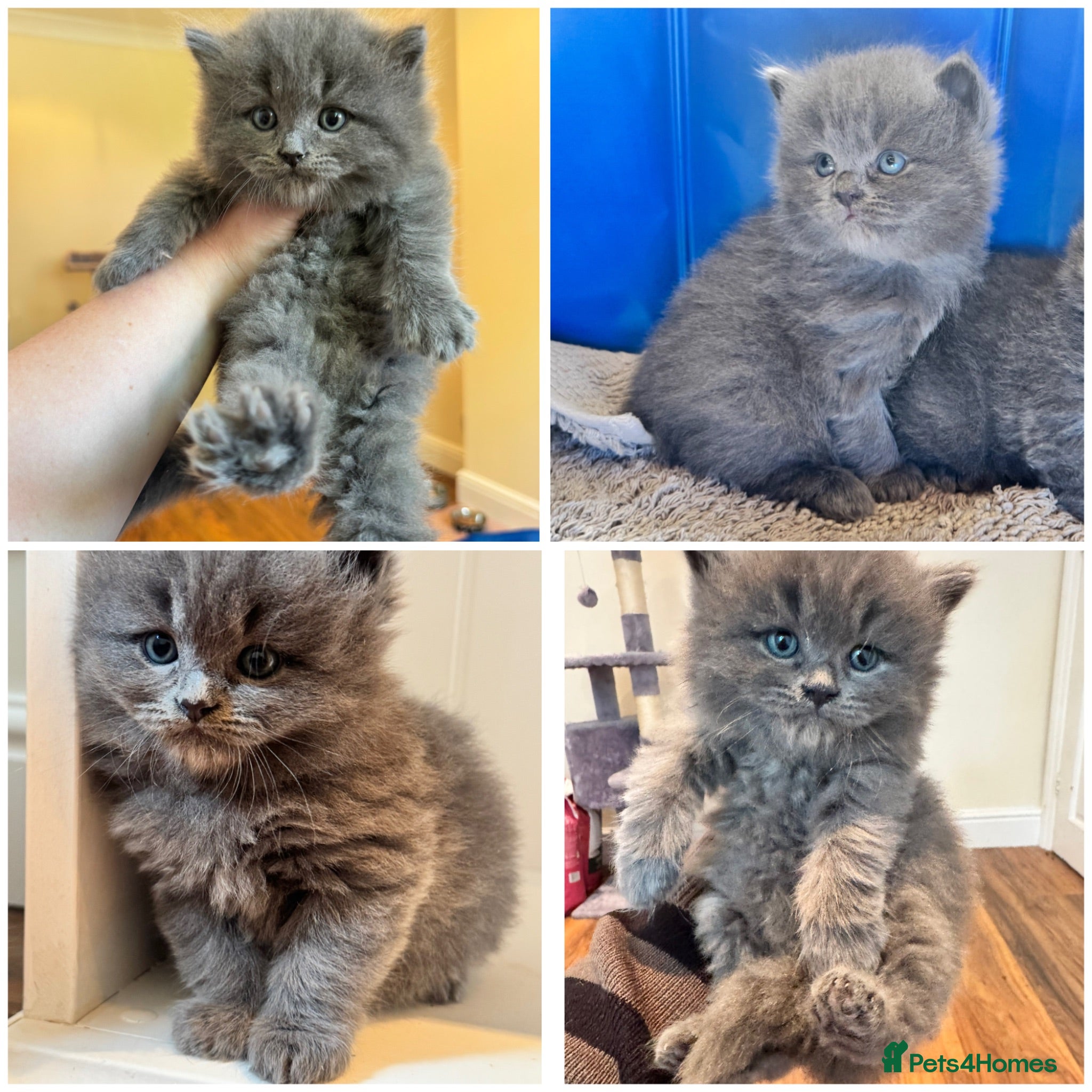 Maine Coon cats £750 ONE GREY MALE LEFT - Advert 7