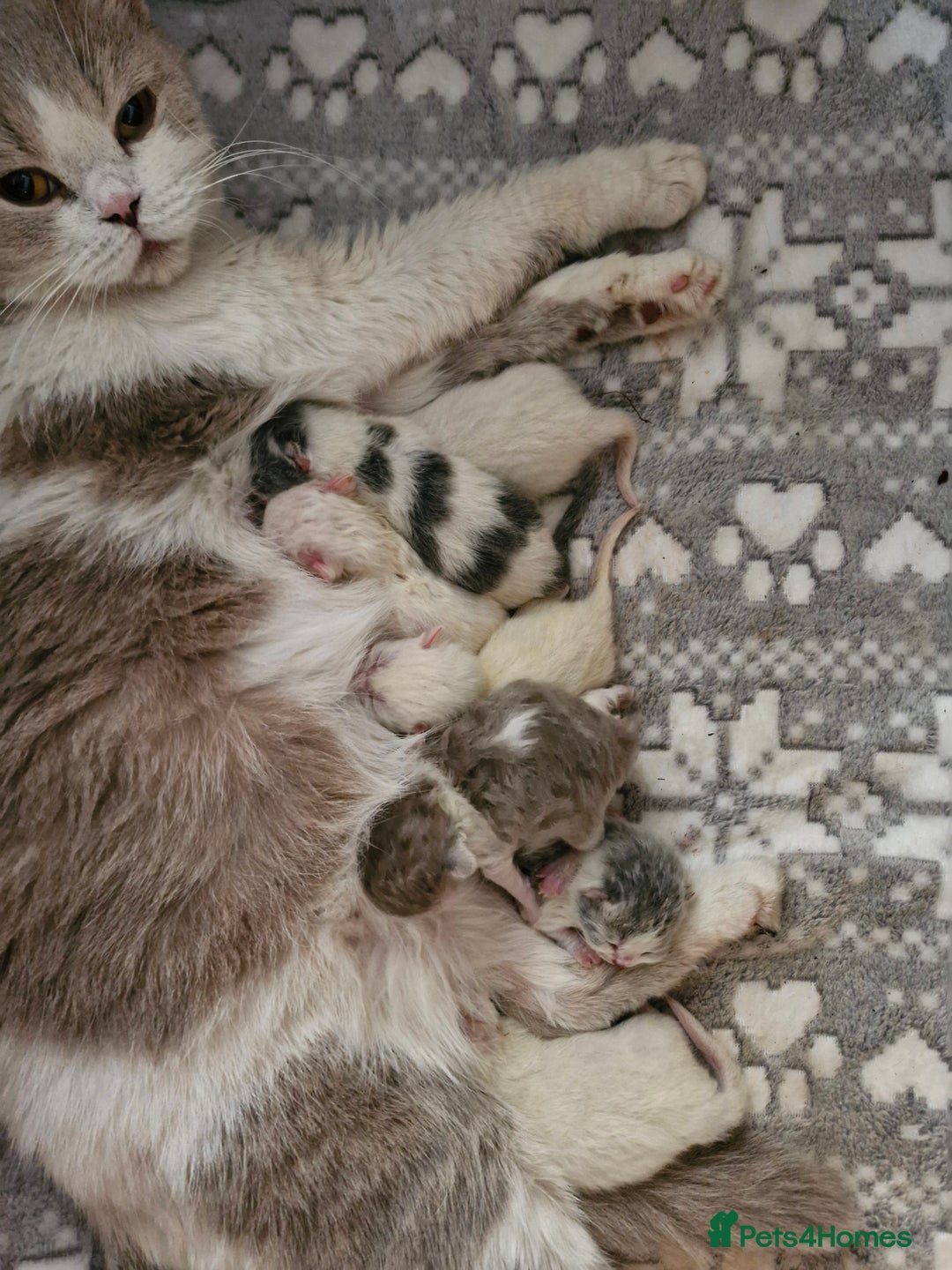 British Shorthair cats for sale: British shorthair  - Advert 3