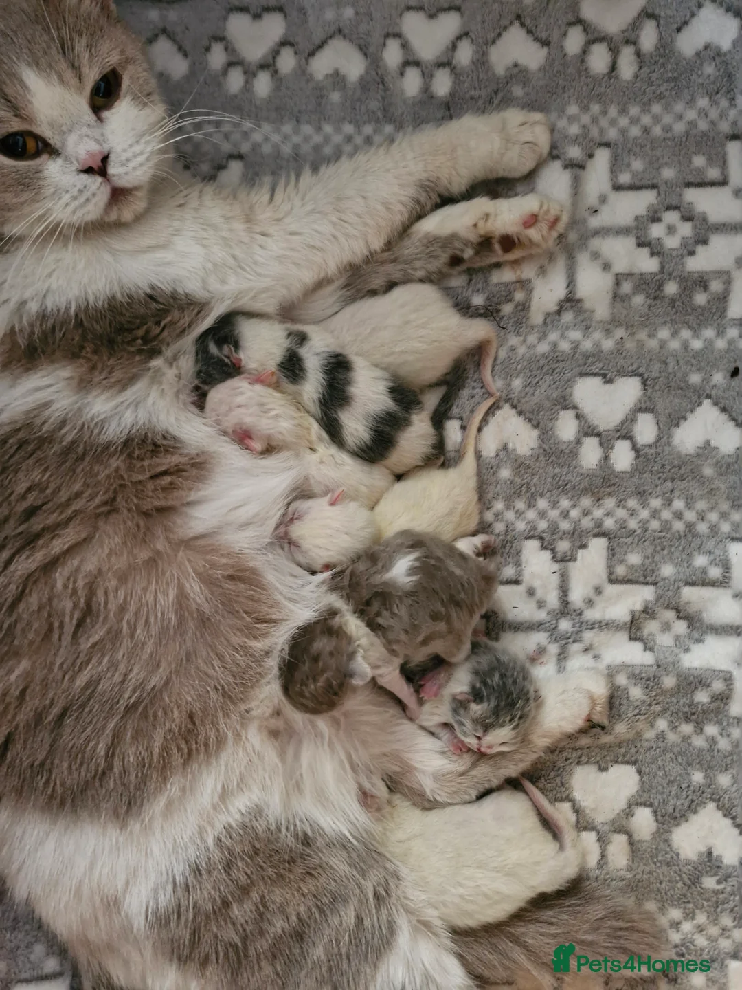 British Shorthair cats for sale: GCCF registered British shorthair and longhair - Advert 11