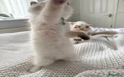 Ragdoll cats for sale: Ragdolls kittens 2 girls & 3 boys  - Image 8