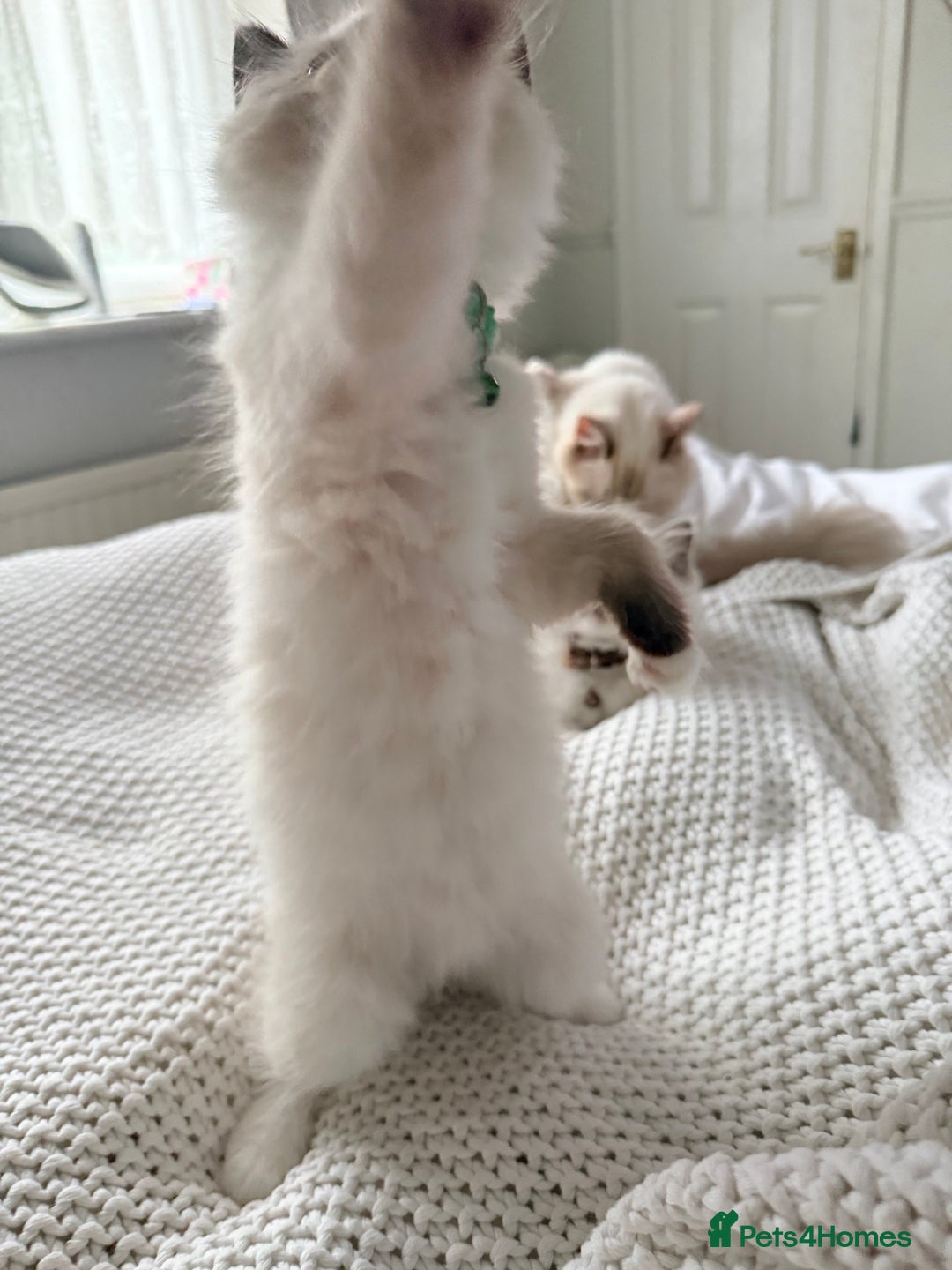 Ragdoll cats for sale: Ragdolls kittens 2 girls & 3 boys  - Image 8