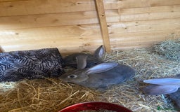 Continental Giant rabbits for sale: Continental Giants - Image 5
