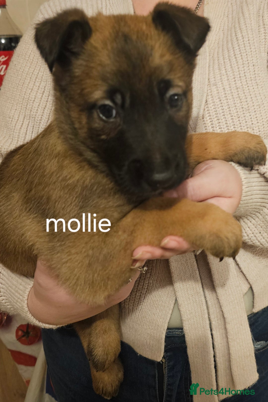 Belgian Shepherd Dog dogs for sale: Belgian malinois puppies 5 weeks - Advert 6