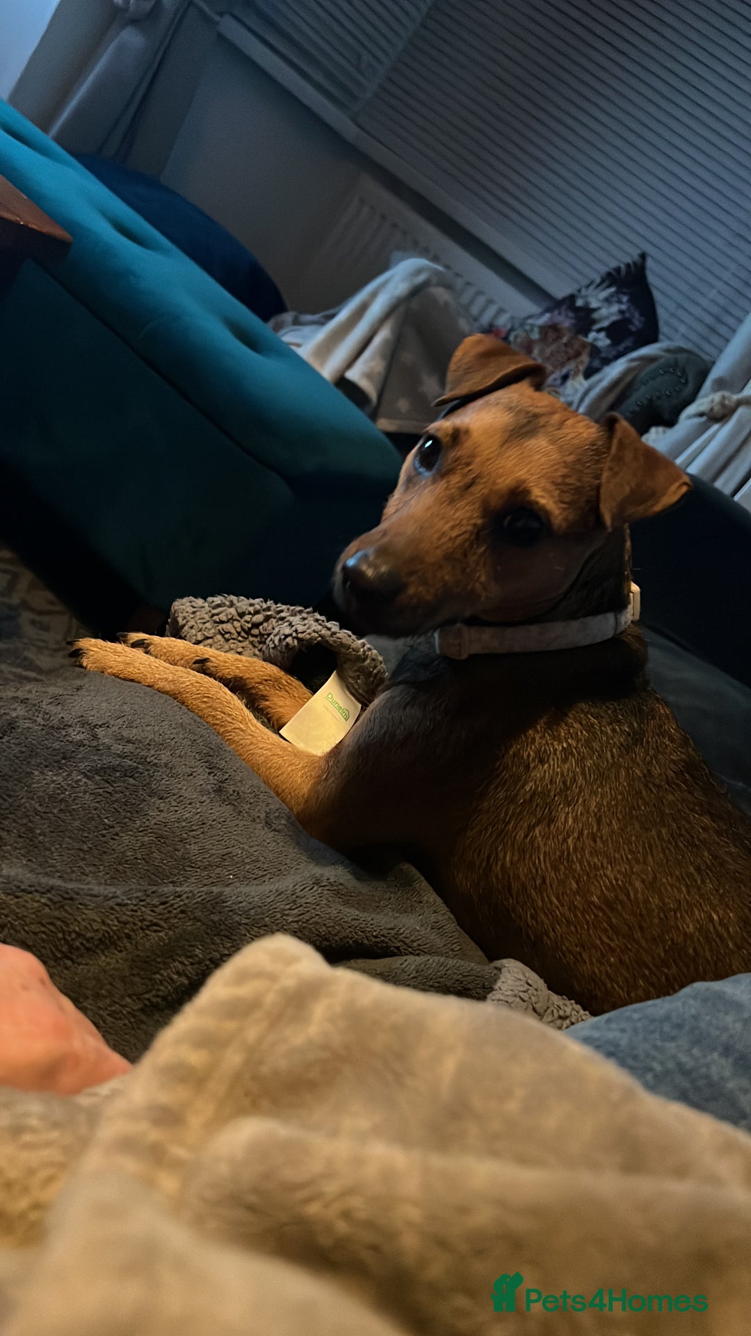 Patterdale Terrier dogs for sale: Patterdale girl  - Advert 5