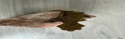 Gecko reptiles for sale: Crested geckos  - Advert 4