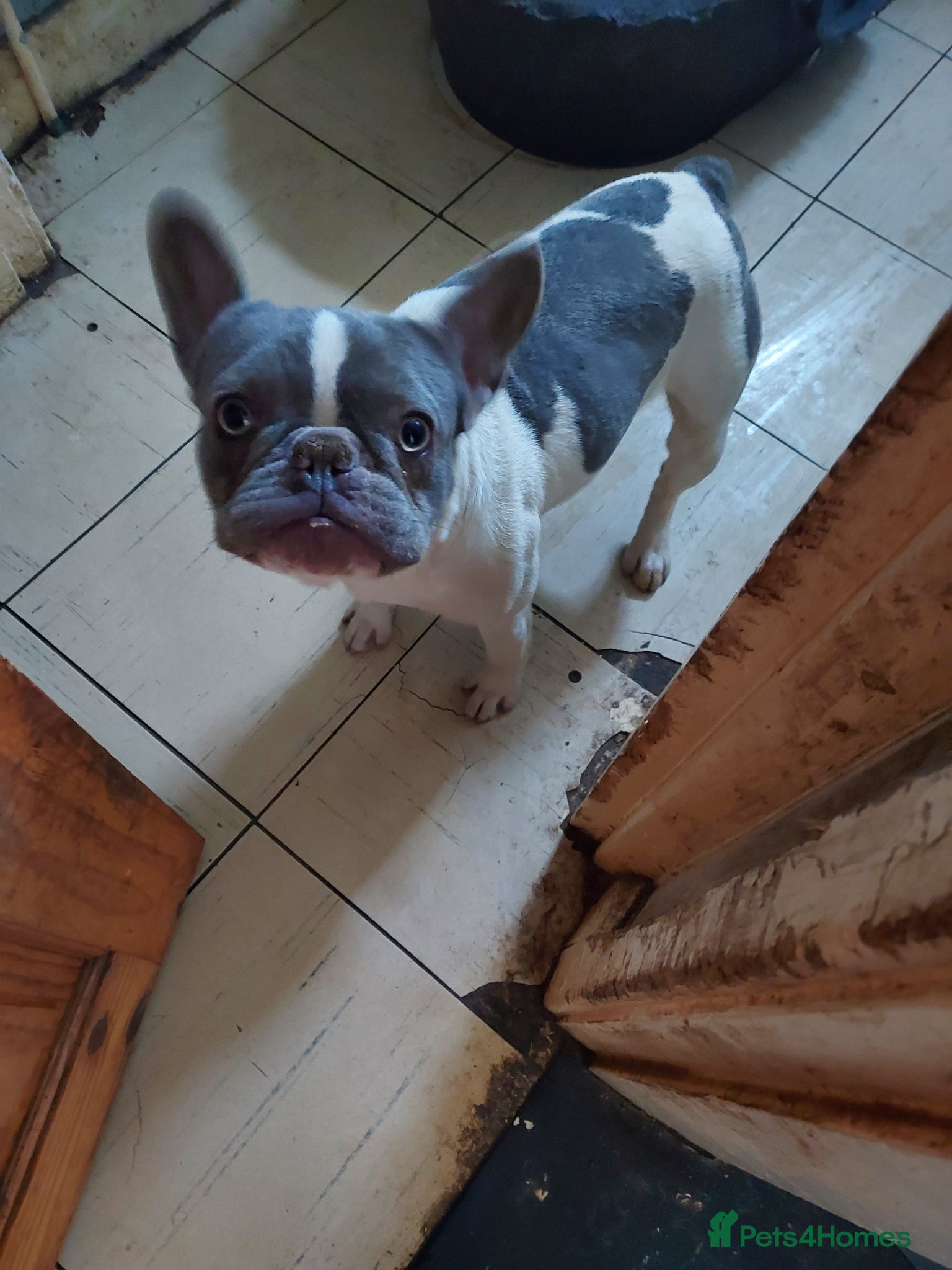 French Bulldog dogs French bulldog - Advert 10