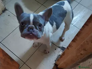 French Bulldog dogs French bulldog - Advert 1