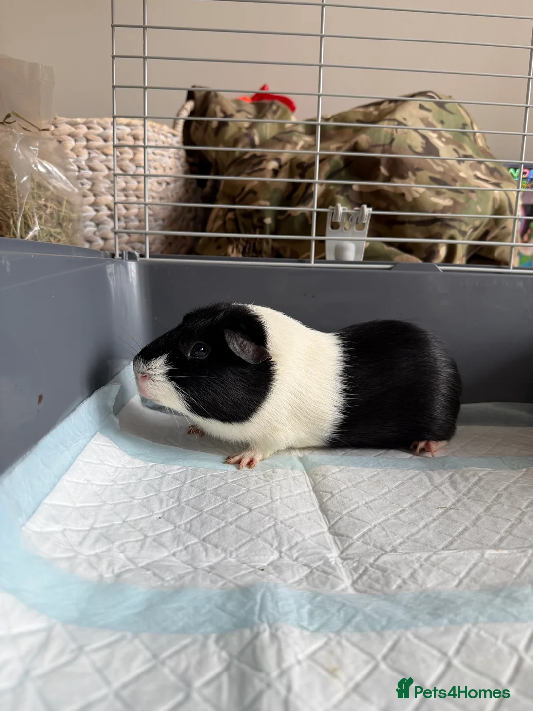 Guinea Pig rodents for sale: 2 male guinea pigs (father and son) FREE in Maidstone - Advert 3