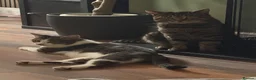 Mixed Breed cats for sale: 2 kittens for new homes in Chelmsford - Advert 5