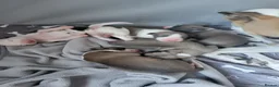 Whippet dogs for sale: KC Gorgeous Whippet pups. - Advert 9
