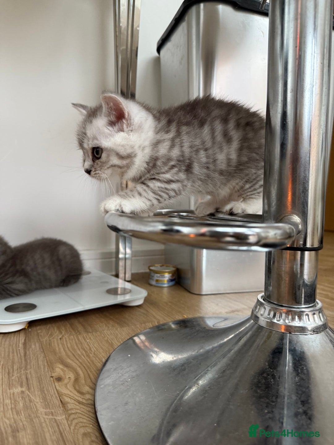 British Shorthair cats for sale: GCCF BSH Chinchilla Rare, Beautiful Kittens - Image 27