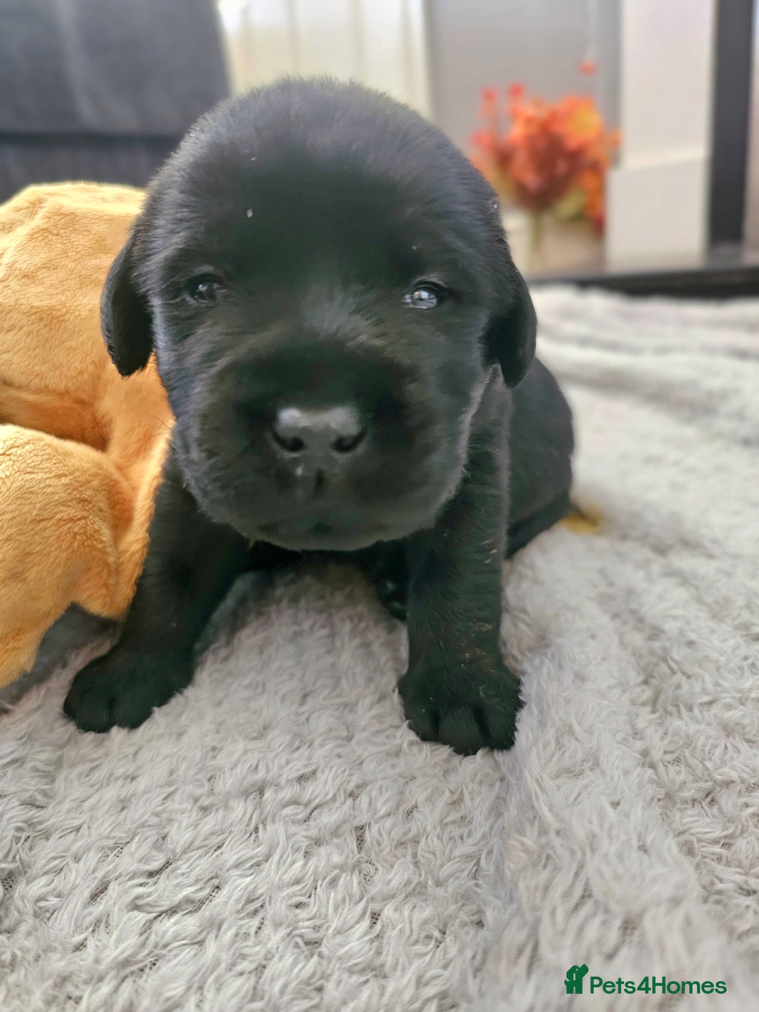 Labrador Retriever dogs for sale: Beautiful KC Show Line Labrador Puppys  - Advert 10