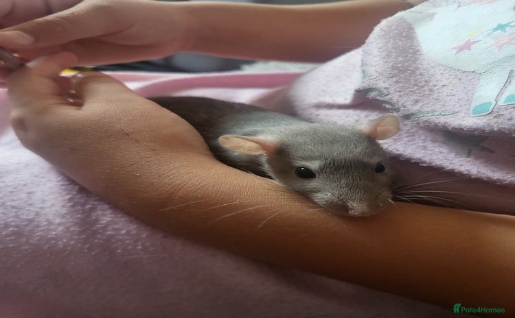 Rat rodents - Advert 1