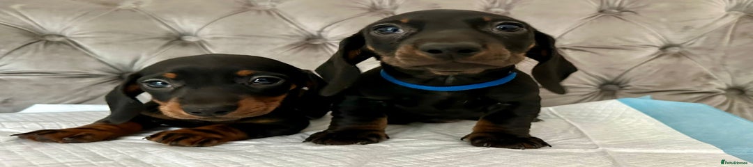 Miniature Dachshund Puppy 3