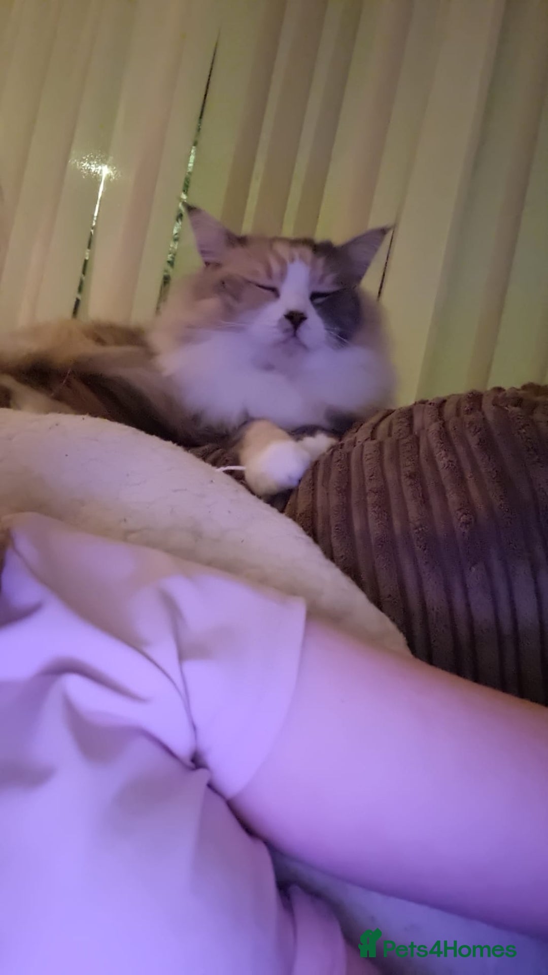 Ragdoll cats for sale: Ragdoll cross maine coon (Ragcoon) for sale - Image 7