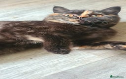British Shorthair cats for sale: Ready to leave*bsh babies - Image 1