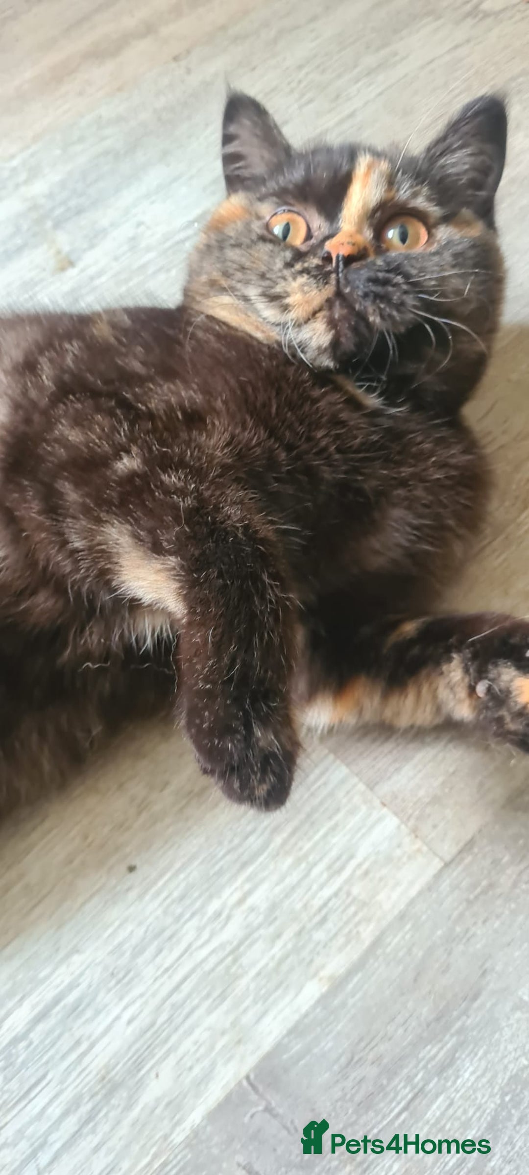 British Shorthair cats for sale: Ready to leave*bsh babies - Image 1