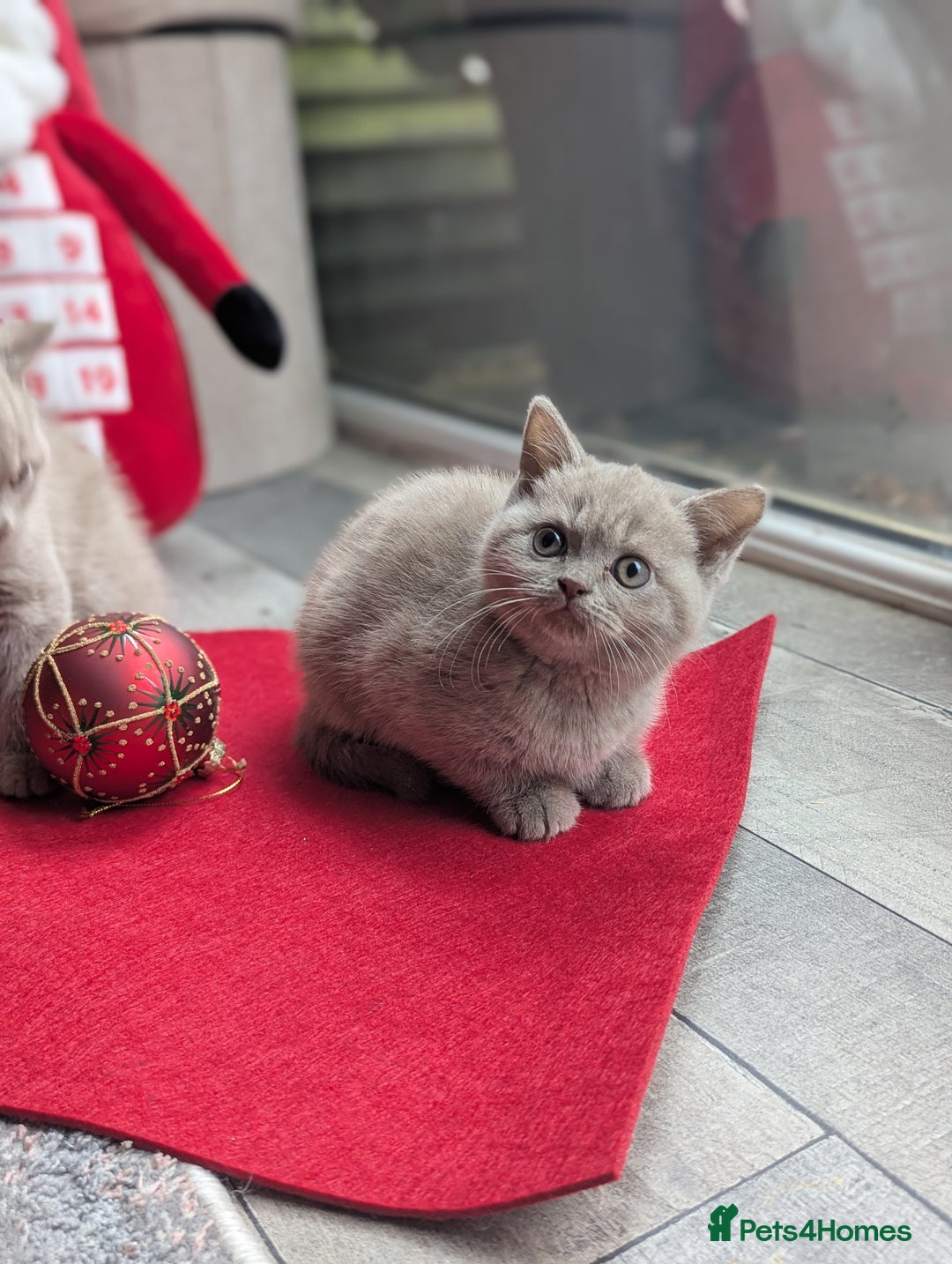 British Shorthair cats for sale: British shorthair  - Advert 15