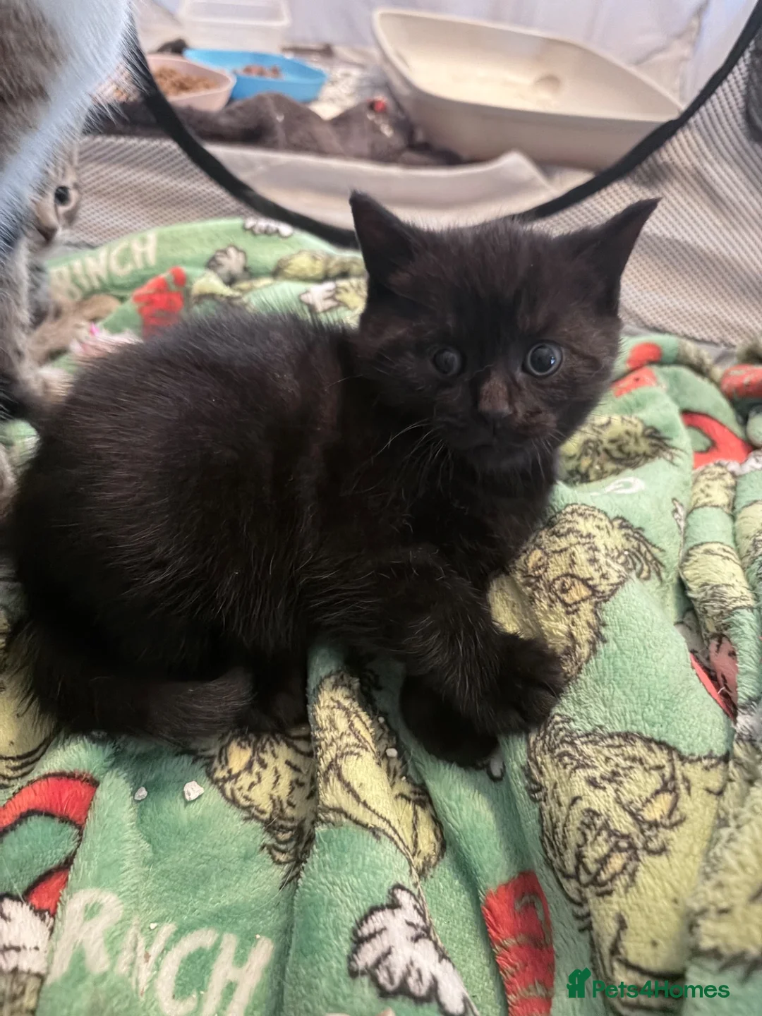 British Shorthair cats for sale: BSH tabby’s  - Advert 11