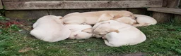 Labrador Retriever dogs for sale: Gorgeous yellow labrador puppies - Advert 14