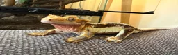 Gecko reptiles for sale: Lilly White Crested Gecko with full set up - Advert 2