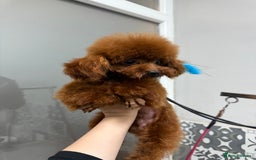 Poodle dogs for stud: Super tiny Asian boy 🧸for stud 🤩 - Image 8