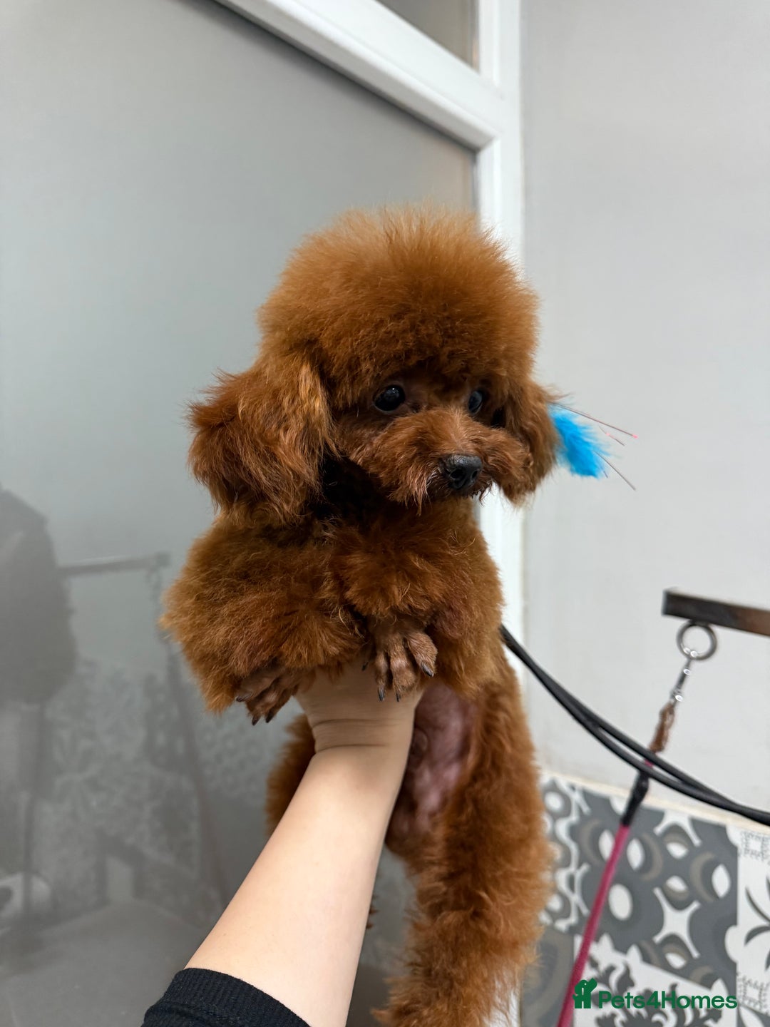 Poodle dogs for stud: Super tiny Asian boy 🧸for stud 🤩 - Image 8