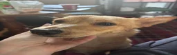 Mixed Breed dogs for adoption: Sensational Sassy in Stalybridge - Advert 7