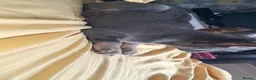 French Bulldog dogs for sale: French bulldog - Advert 5
