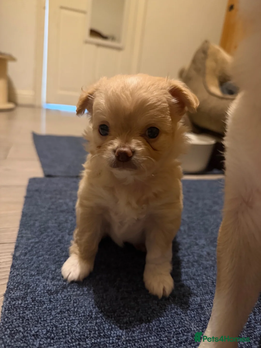 Chihuahua dogs for sale: Beautiful chihuahua boy - Advert 2