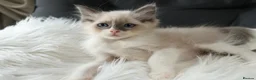 Ragdoll cats for sale: Gorgeous Ragdoll Babies - Advert 4