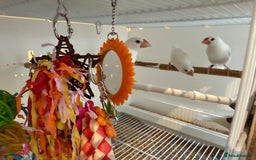 Finches birds for sale: female baby Java sparrow (finches) for sale   - Image 6