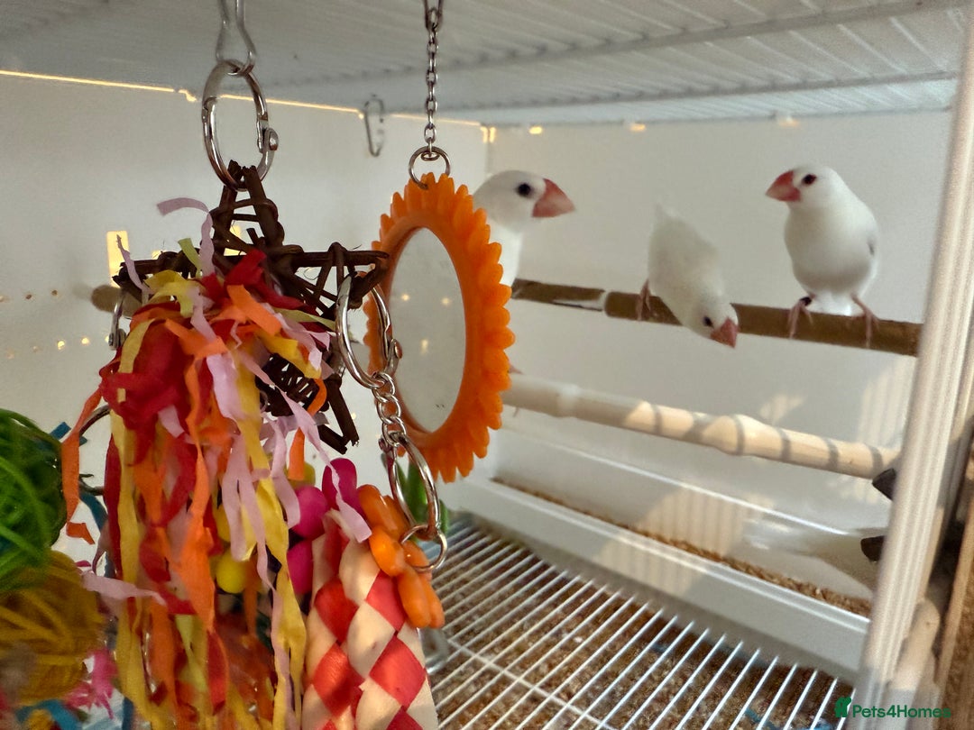 Finches birds for sale: female baby Java sparrow (finches) for sale   - Image 6