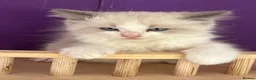 Ragdoll cats for sale: ❤️ Gorgeous ragdoll kittens ❤️ - Advert 7