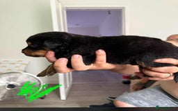 Rottweiler dogs for sale: Rottweiler puppies for sale - Image 4