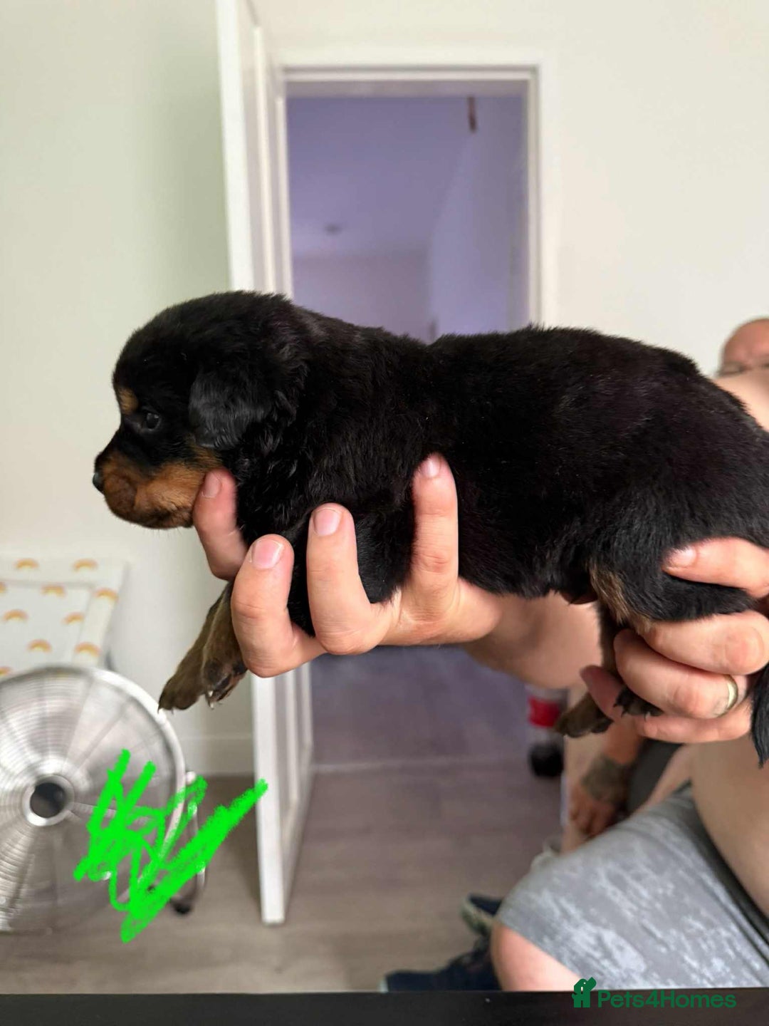Rottweiler dogs for sale: Rottweiler puppies for sale - Image 4