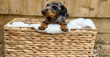Miniature Dachshund dogs - Advert 1