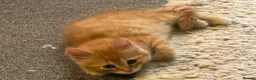 Mixed Breed cats for sale: Available Now - 2 Ginger & 1 Black Kitten - Advert 22