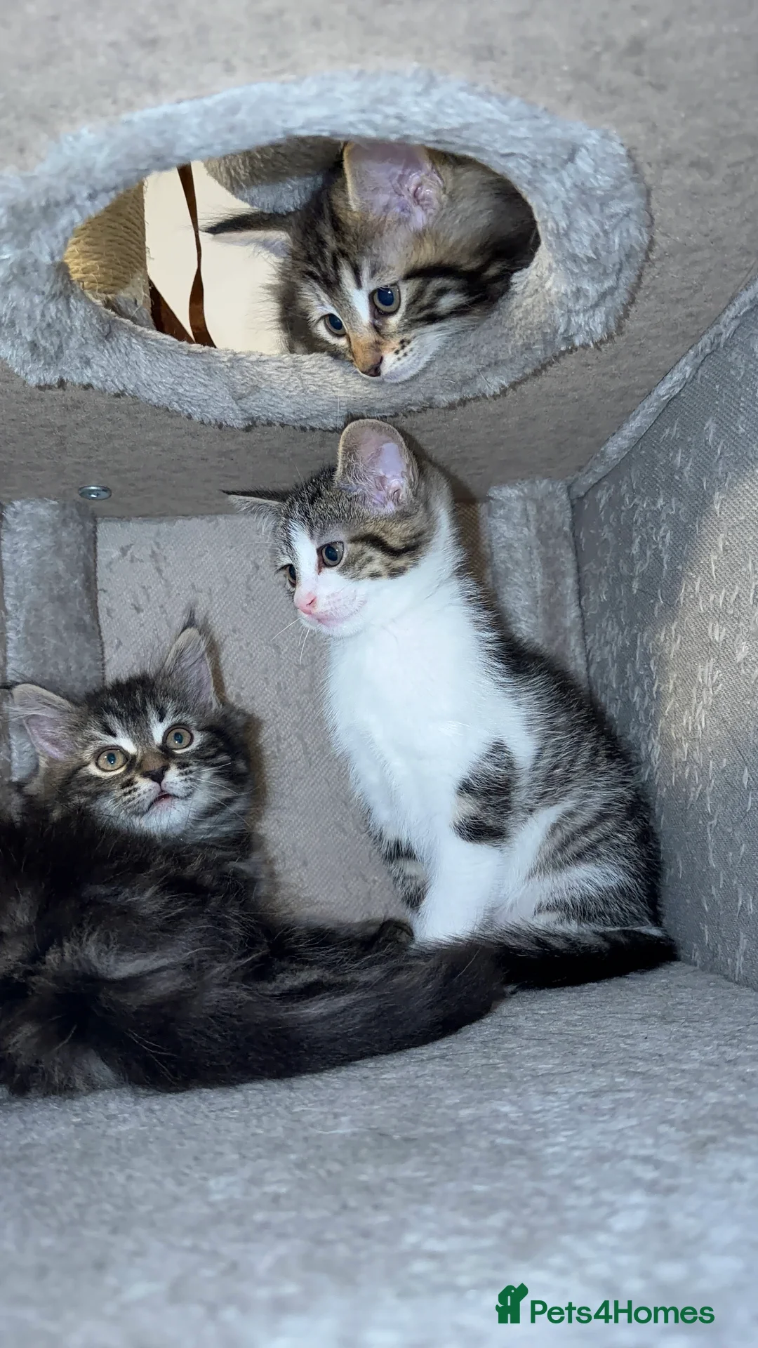 Mixed Breed cats for sale: Mixed-Breed Kittens.Ready for Their New Family - Advert 8