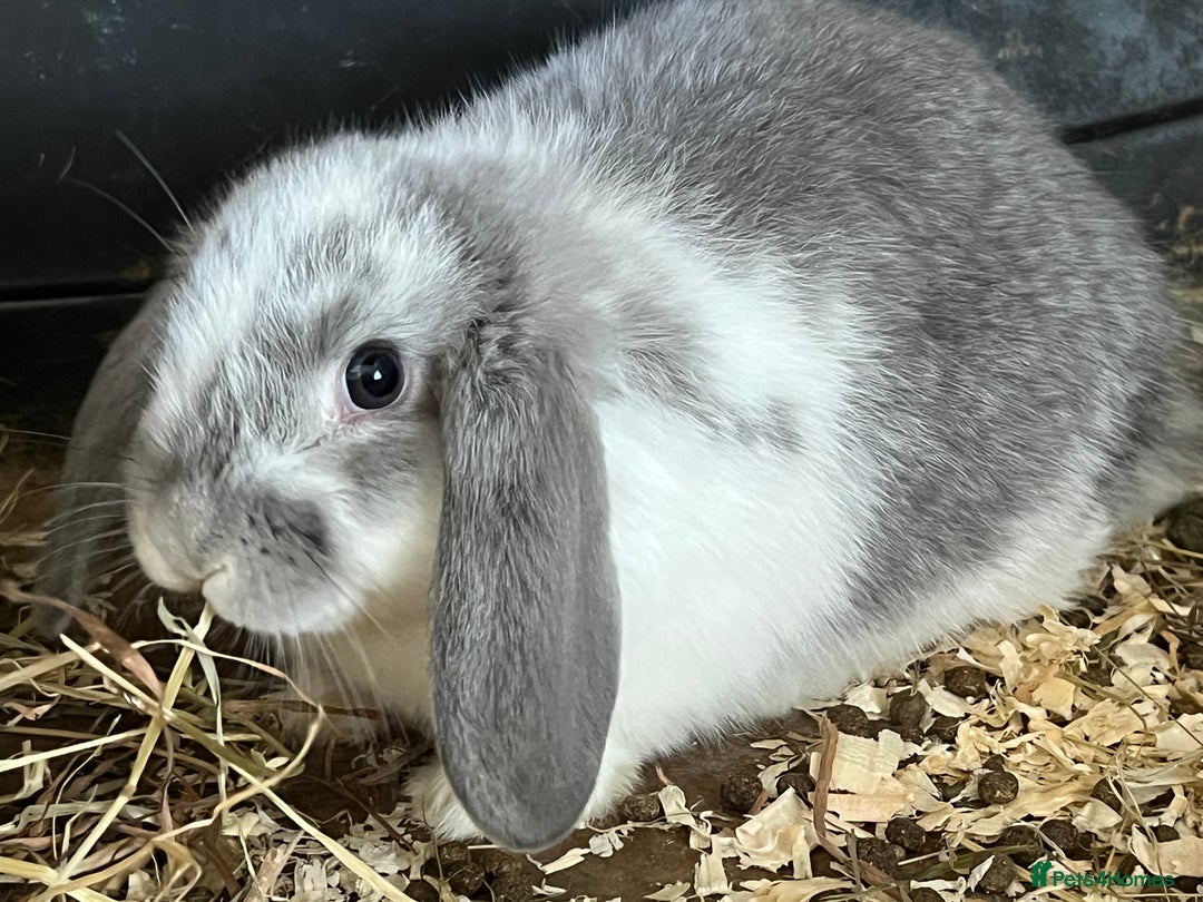 Mini Lop rabbits for sale: Super Friendly Mini Lop Babies - Image 23