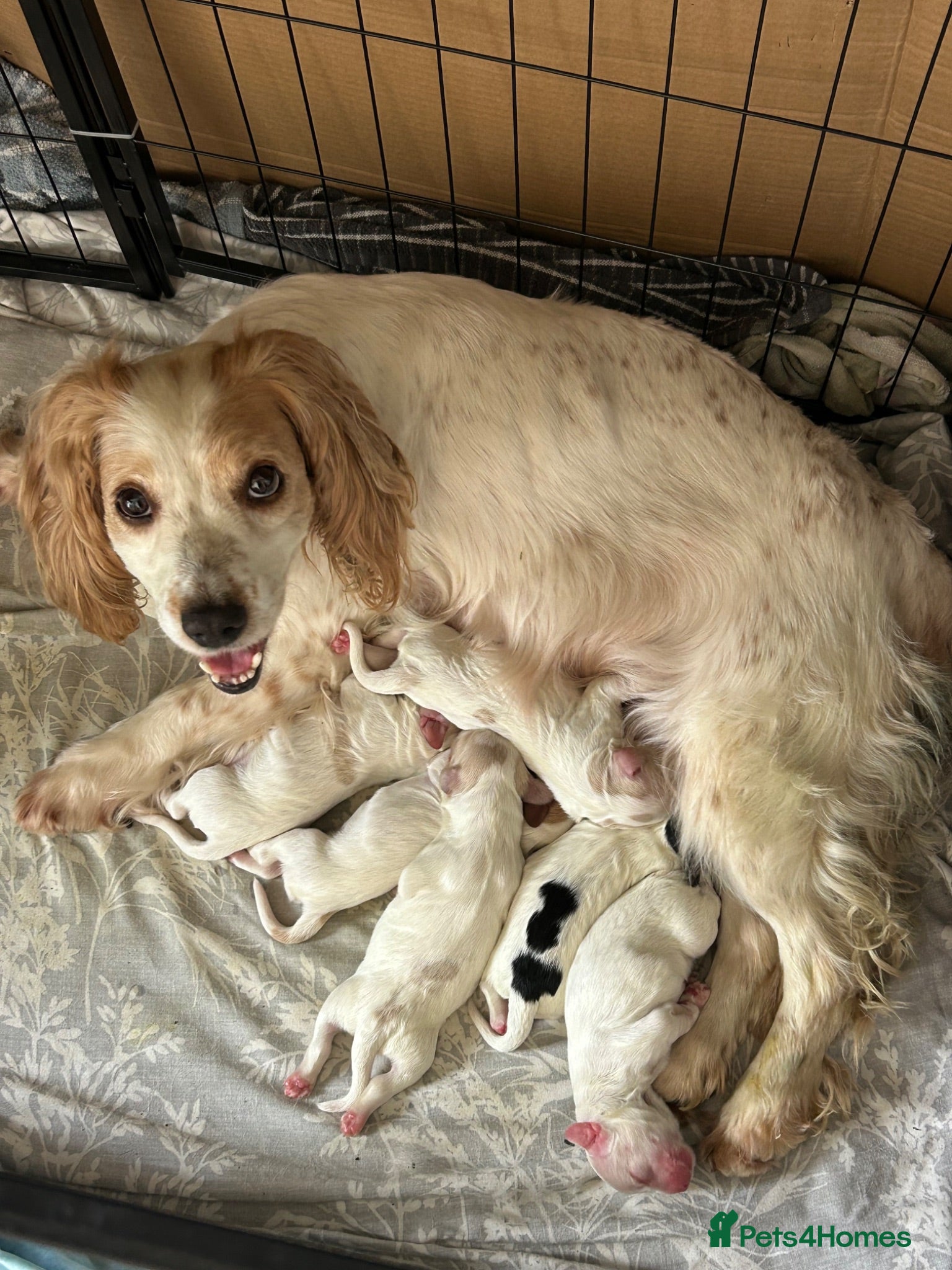 Sprocker dogs 8 beautiful sprocker spaniels for sale - Advert 1