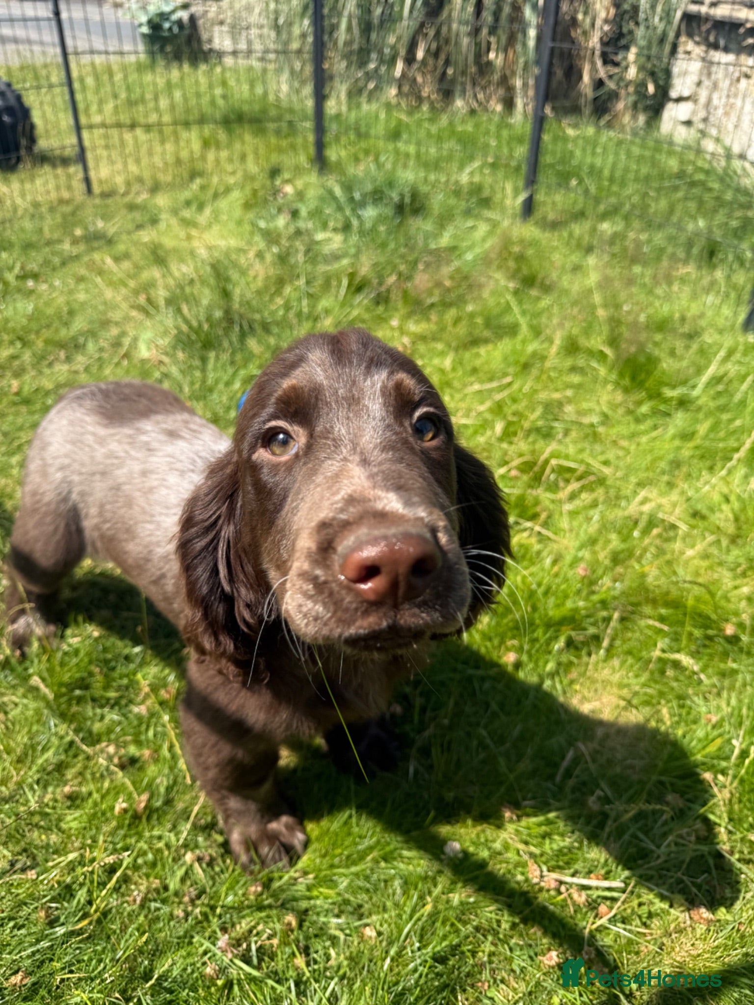 Cocker Spaniel dogs Bred From Extensively Health Tested Parents - Advert 2