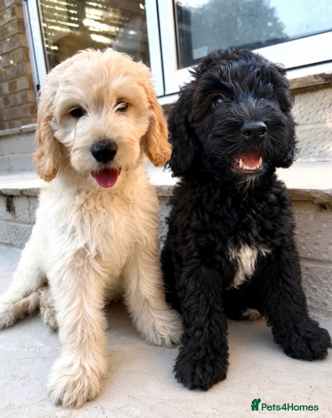 Goldendoodle dogs 🐾 Only 2 Beautiful Goldendoodle Puppies 🤍🖤 - Advert 1