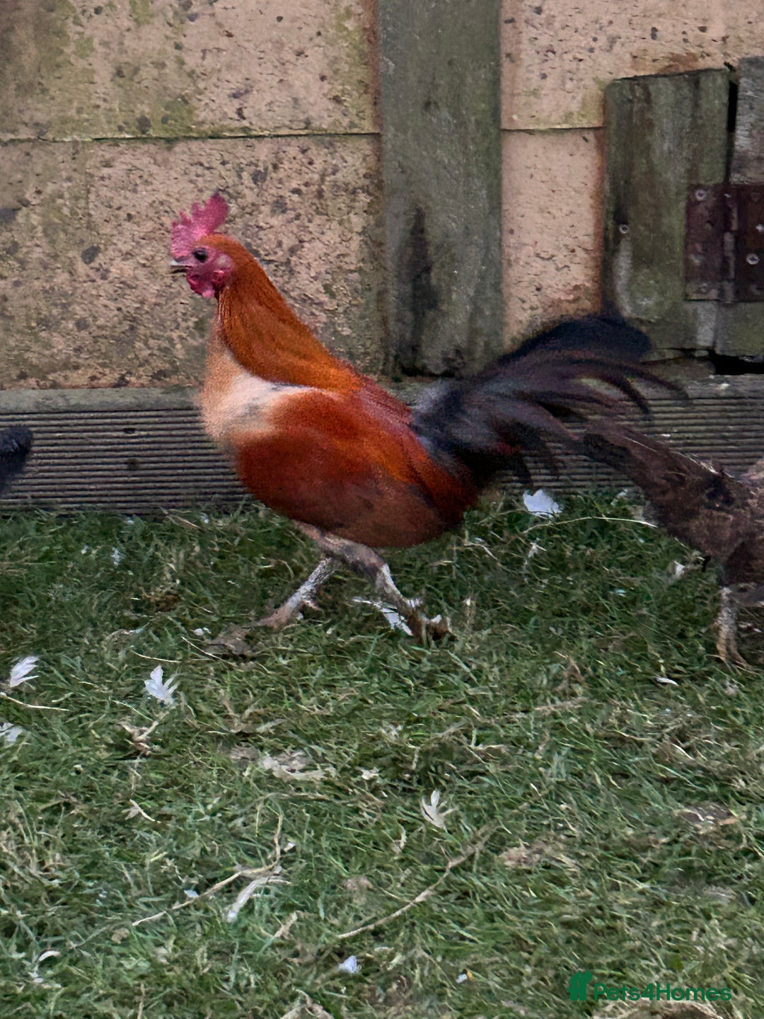 Chickens poultry for sale: Mini ginger geme trio - Advert 2
