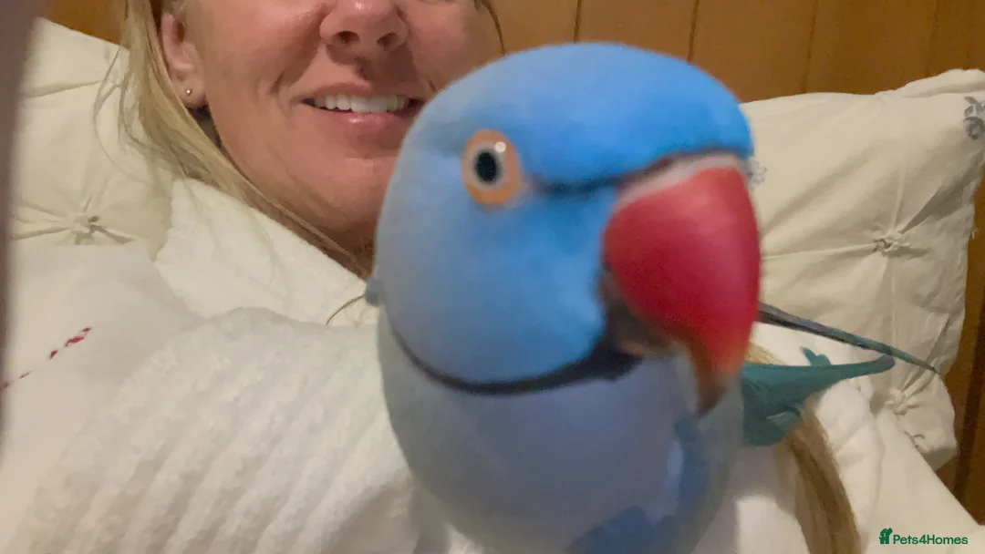 Parrots birds for sale: Gorgeous Super-Tame Blue Ringneck Parrot in Crewe - Advert 1