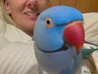 Parrots birds Gorgeous Super-Tame Blue Ringneck Parrot - Advert 1