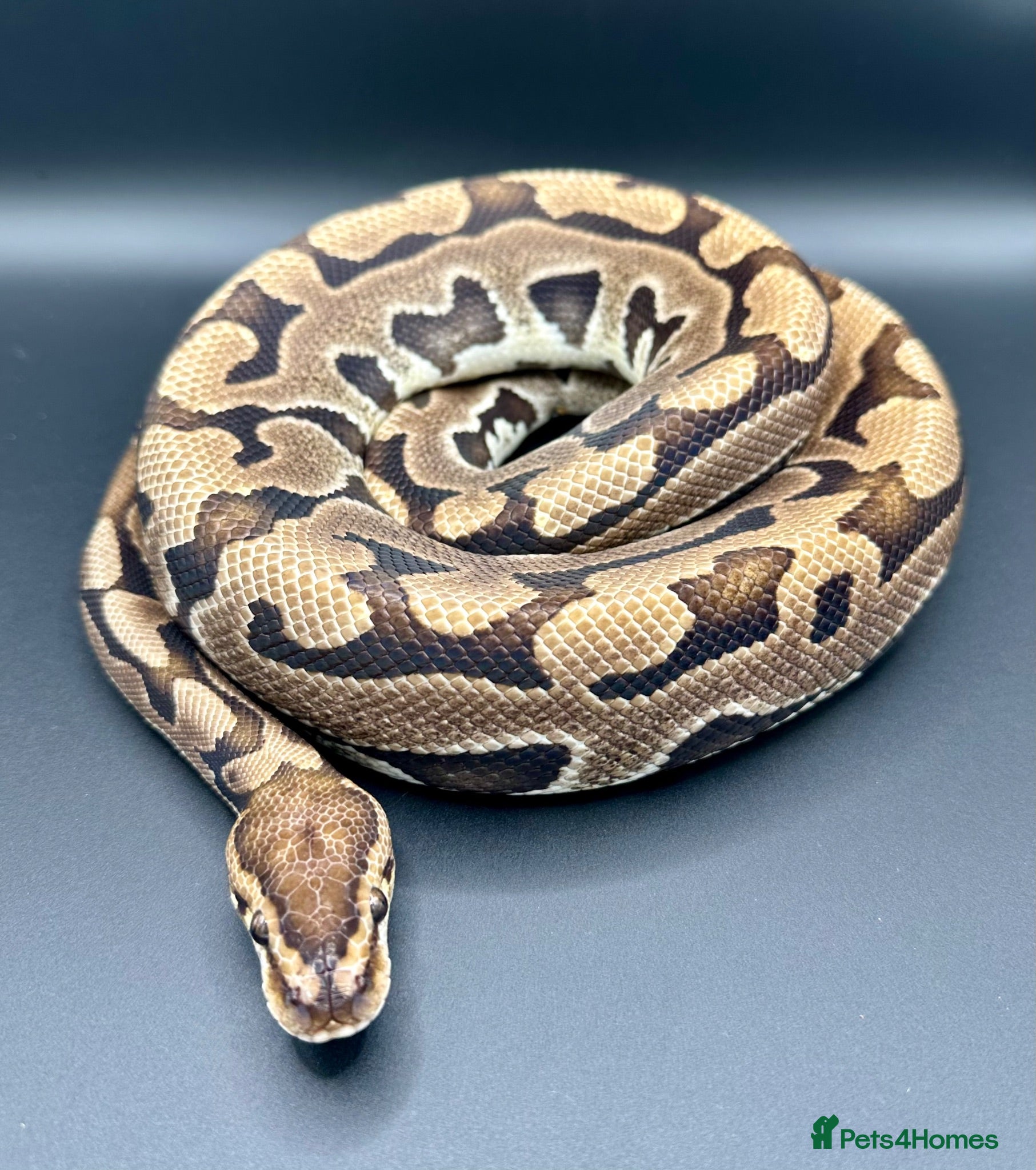 Python Snake reptiles Ball Pythons, including a couple hatchlings  - Advert 1